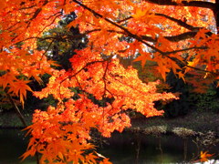 鶴ヶ城紅葉