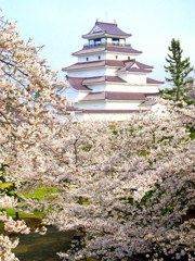 鶴ヶ城桜満開　よみがえる鶴ヶ城
