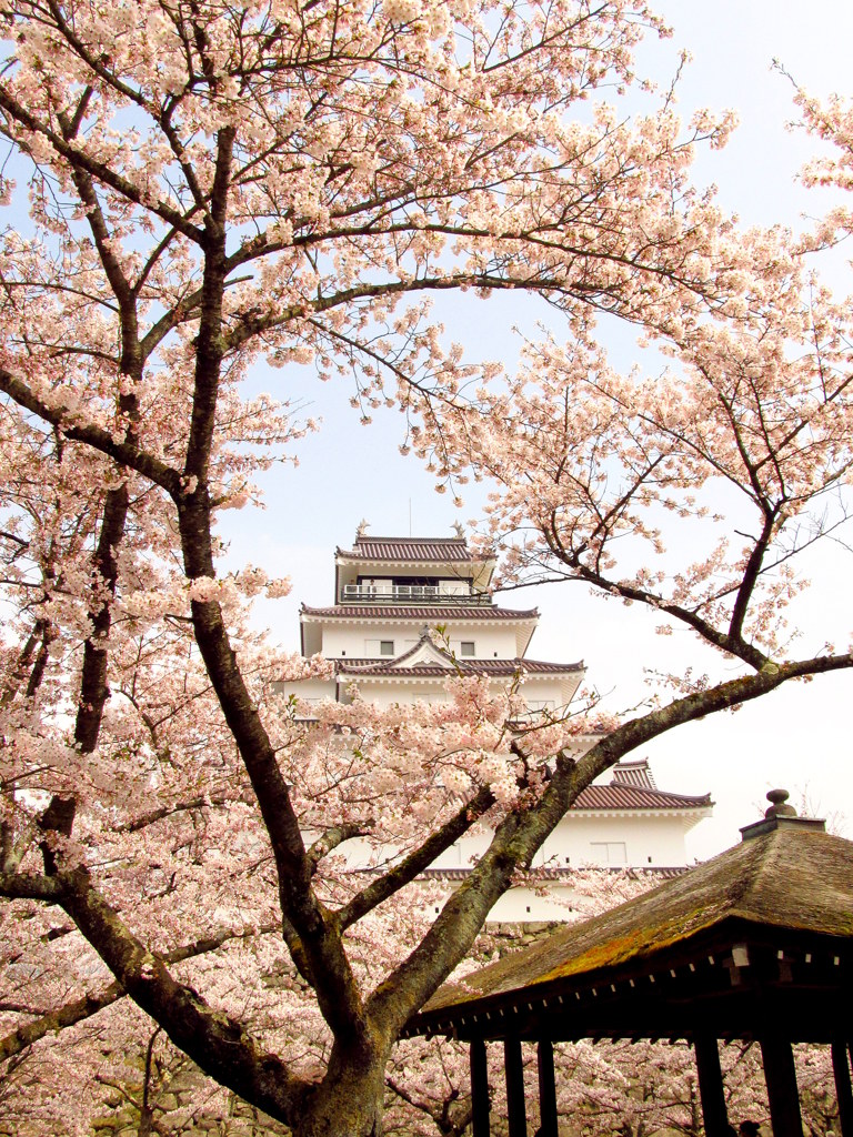 鶴ヶ城の桜