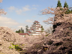 鶴ヶ城の桜