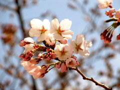 鶴ヶ城　桜開花