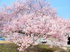 鶴ヶ城の桜開花　三の丸の小彼岸櫻