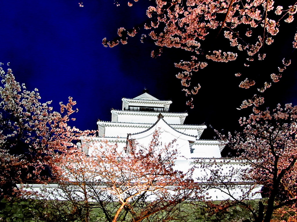 鶴ヶ城の桜　夜景