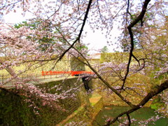 鶴ヶ城桜廊下橋