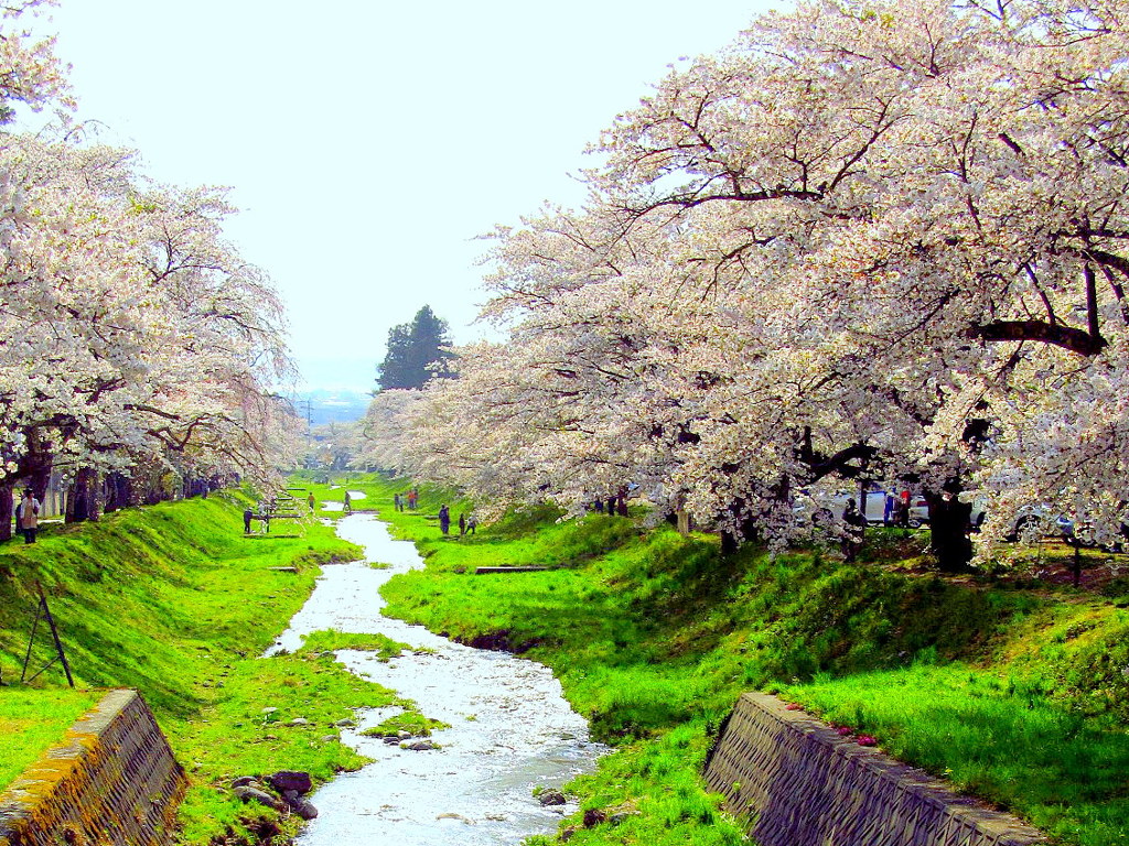 観音寺川の桜