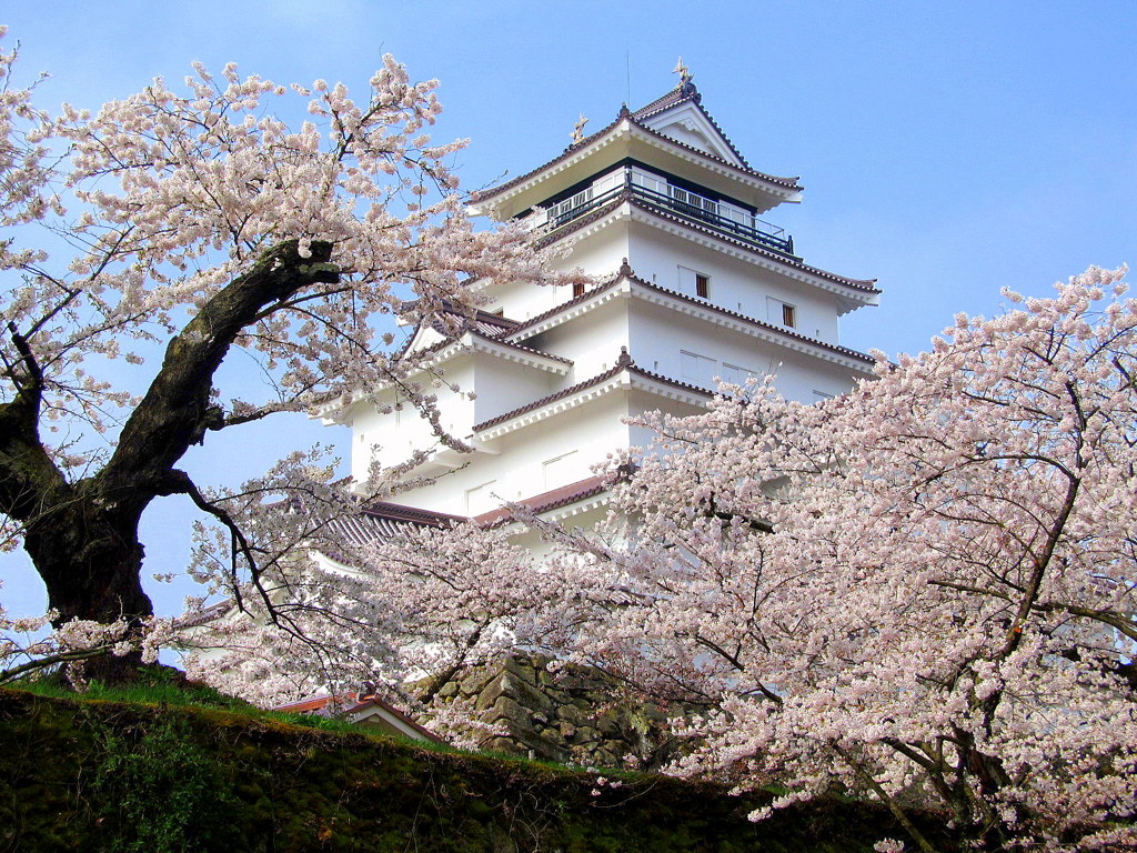 鶴ヶ城桜満開　よみがえる鶴ヶ城