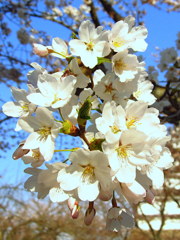 鶴ヶ城の桜開花　希望に向かって