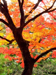 鶴ヶ城紅葉