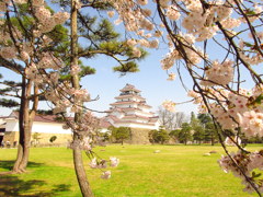 鶴ヶ城の桜