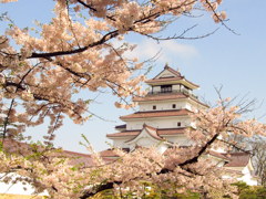 鶴ヶ城の桜