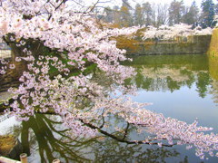 鶴ヶ城北出丸の桜