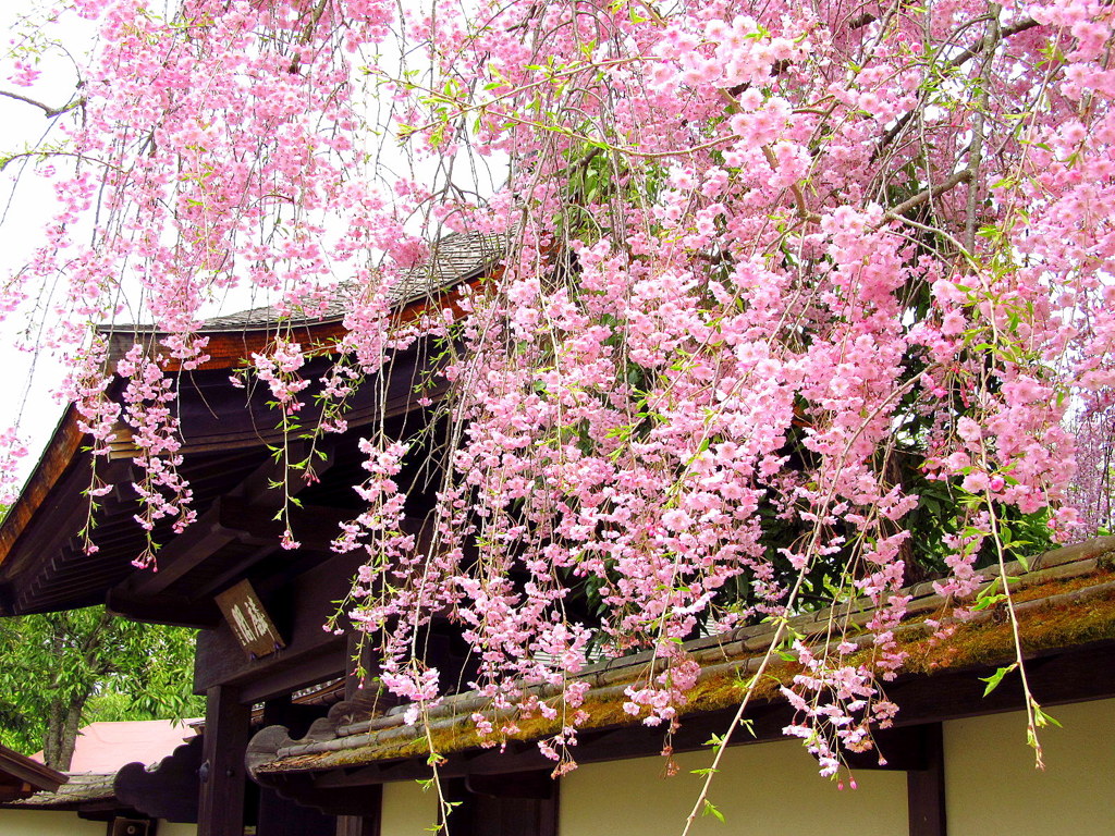 鶴ヶ城麟閣の枝垂れ桜