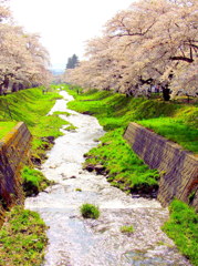 観音寺川の桜