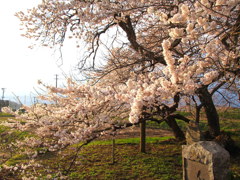 石部桜　会津五桜