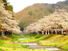 観音寺川の桜