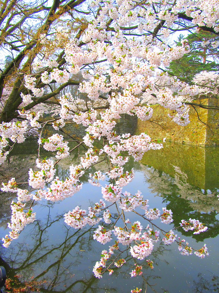 鶴ヶ城北出丸の桜