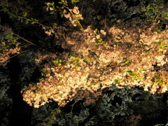 鶴ヶ城の夜桜