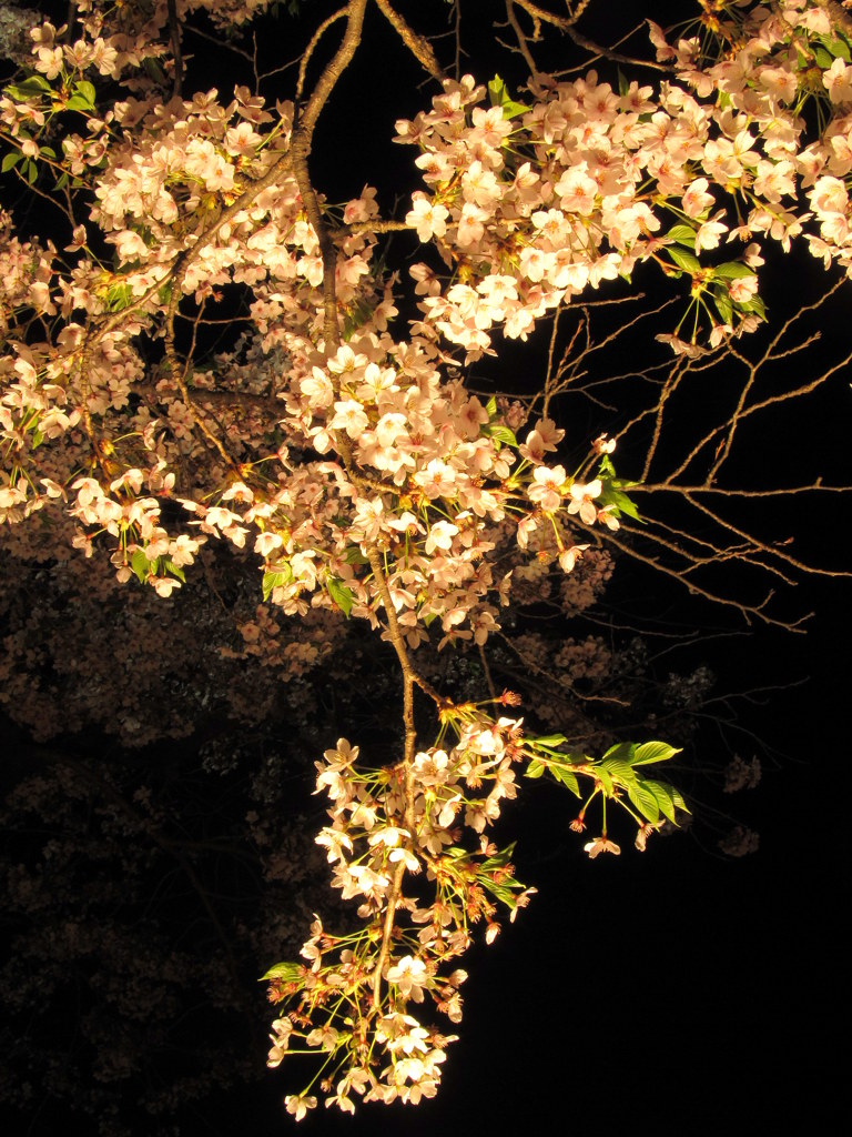 鶴ヶ城の夜桜