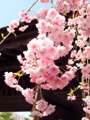 茶室麟閣のしだれ桜