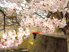 鶴ヶ城桜廊下橋