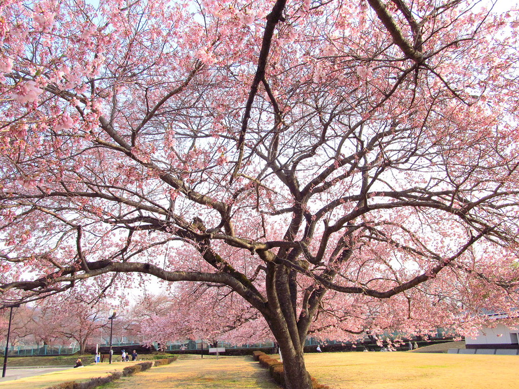 鶴ヶ城の桜　三の丸堀跡の小彼岸櫻