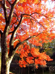 鶴ヶ城紅葉