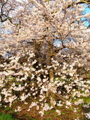 石部桜　会津五桜