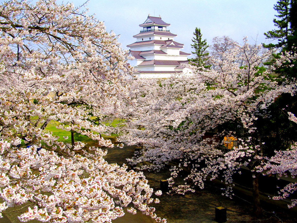 鶴ヶ城桜満開　よみがえる鶴ヶ城