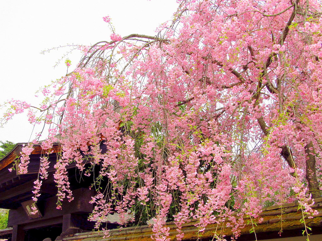 鶴ヶ城　麟閣の枝垂れ桜