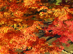 鶴ヶ城二の丸紅葉４