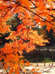 鶴ヶ城紅葉