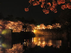 鶴ヶ城の夜桜