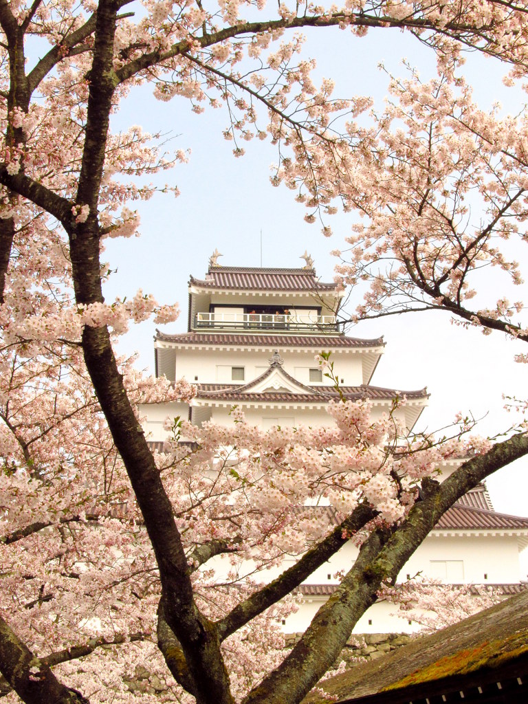 鶴ヶ城の桜