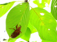 夏のなごり　鶴ヶ城