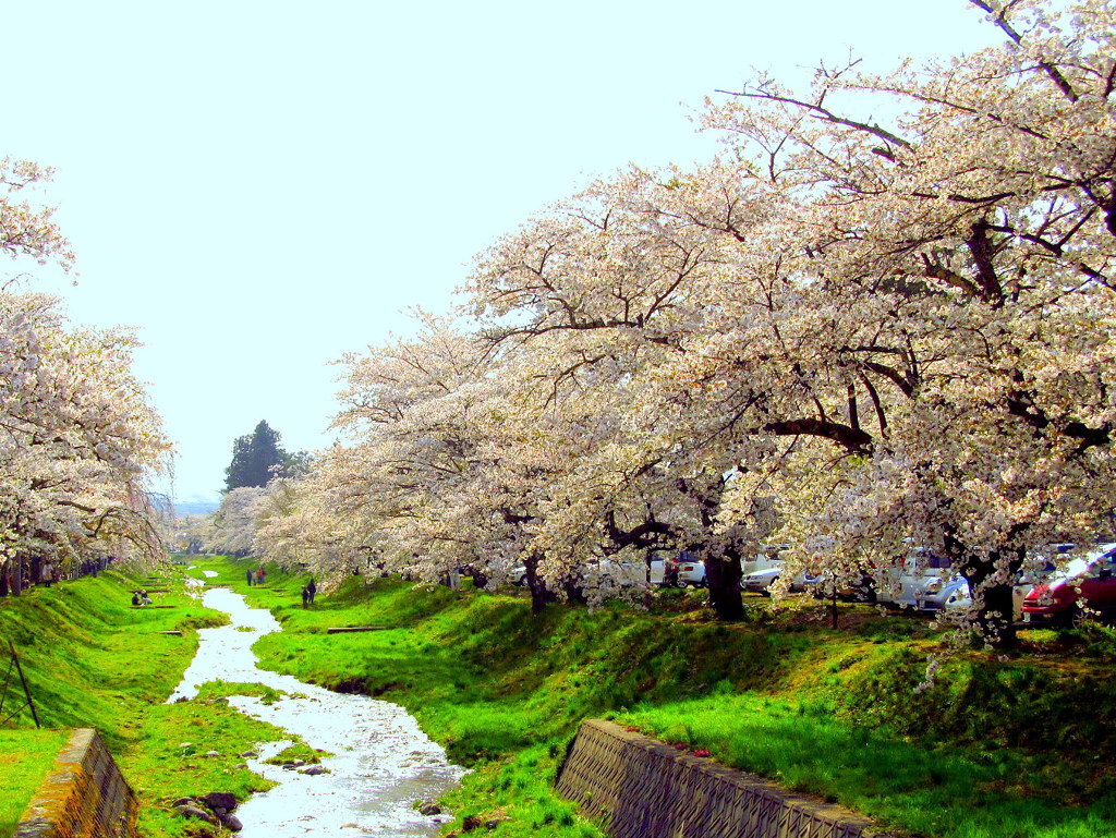 観音寺川の桜