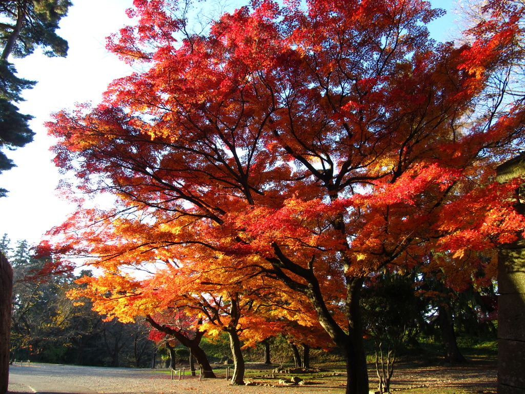 鶴ヶ城二の丸紅葉１