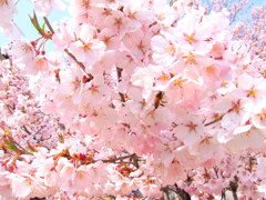 鶴ヶ城の桜　三の丸小彼岸櫻