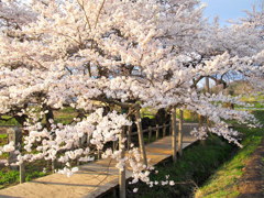 石部桜　会津五桜