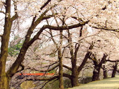 鶴ヶ城廊下橋の桜