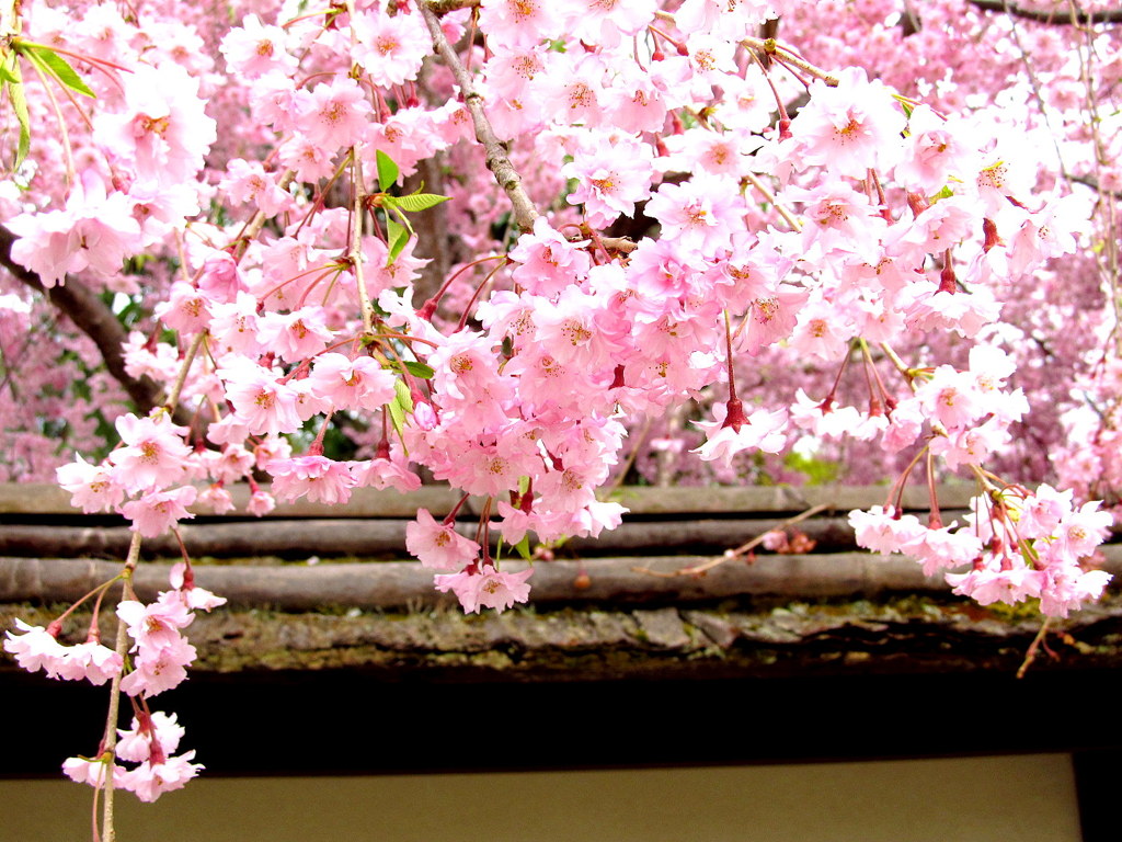 鶴ヶ城麟閣の枝垂れ桜