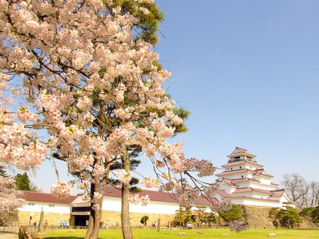 鶴ヶ城の桜