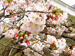 鶴ヶ城の春　石垣と桜