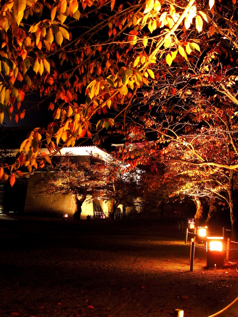 鶴ヶ城公園ライトアップ