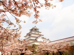 鶴ヶ城の桜