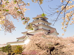 鶴ヶ城の桜