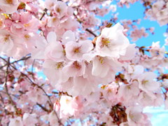鶴ヶ城の桜開花　小彼岸櫻