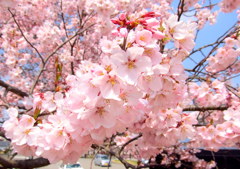 鶴ヶ城の桜　三の丸の小彼岸櫻