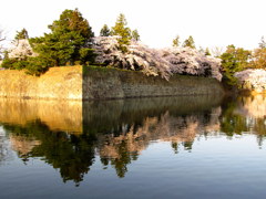 鶴ヶ城　西出丸の桜