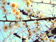 鶴ヶ城の春　