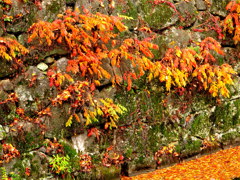 石垣と紅葉